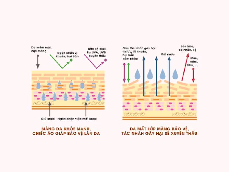 Màng bảo vệ da (Skin Barrier): Những điều cần biết và cách bảo vệ tối ưu