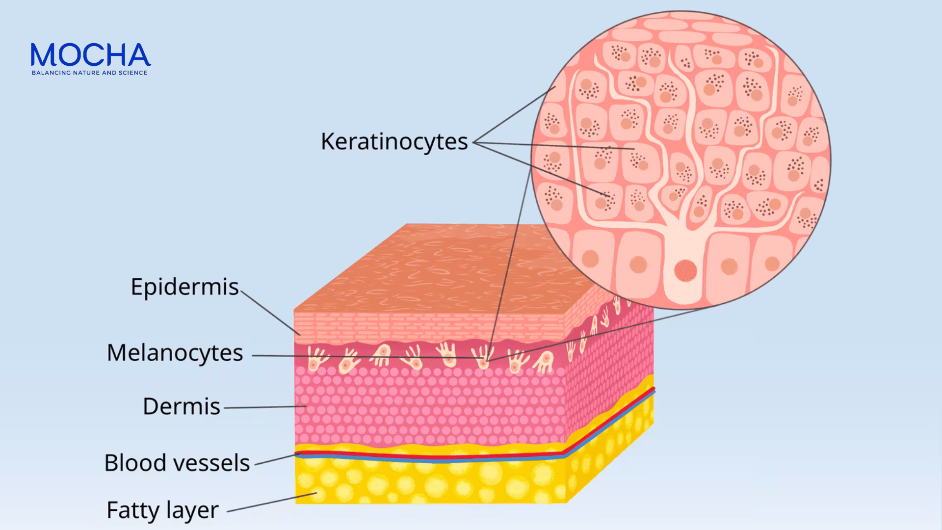 Đặc điểm của nám chân đinh và hoạt chất điều trị hiệu quả