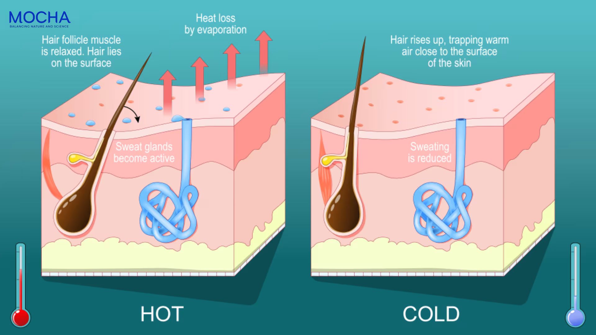 Review Gel Mask làm dịu da Mocha: 3 lý do được nhiều chị em săn đón