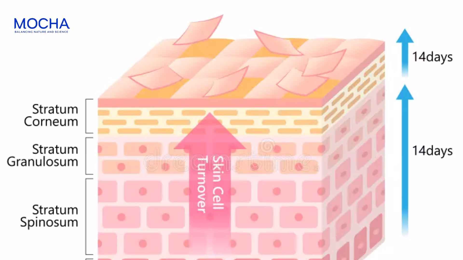 4 bước rửa mặt sạch sâu giúp các hoạt chất trị nám thẩm thấu tốt hơn