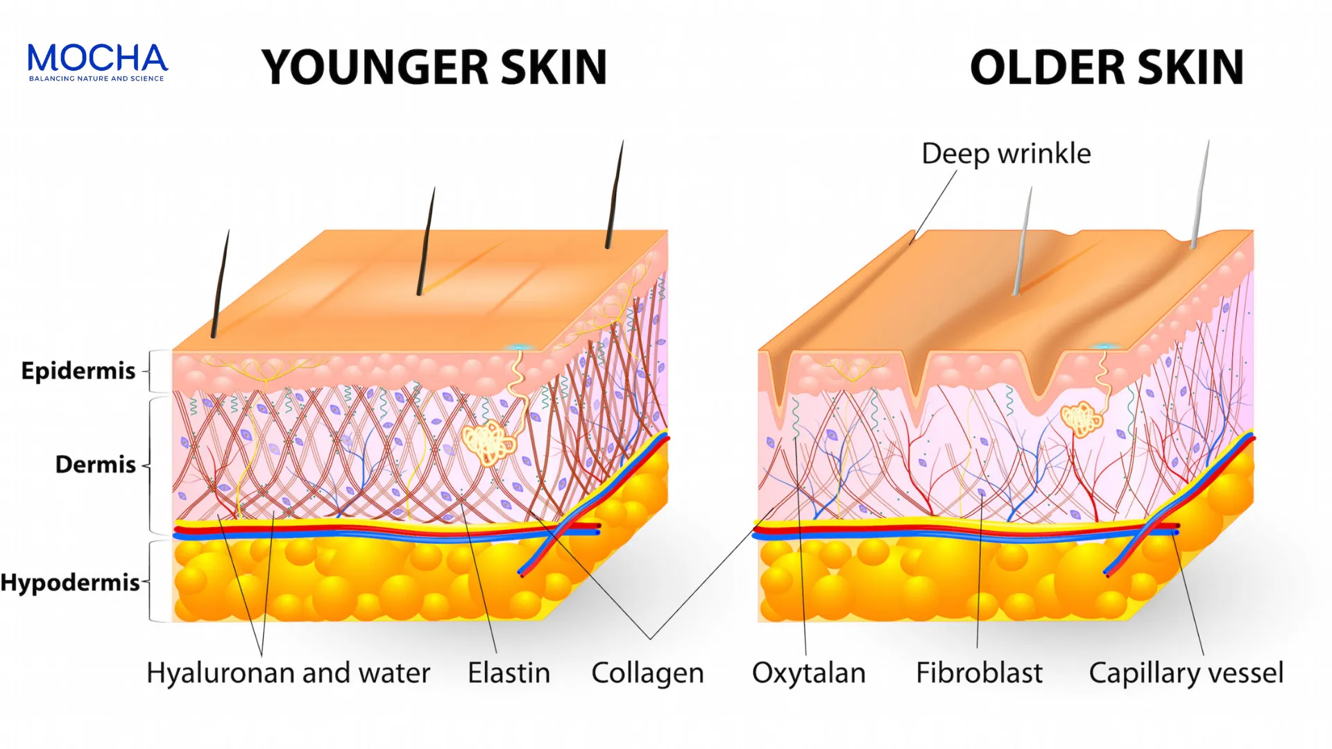 Kem Collagen Mocha: 3 công dụng chống lão hóa và khôi phục đàn hồi cho da