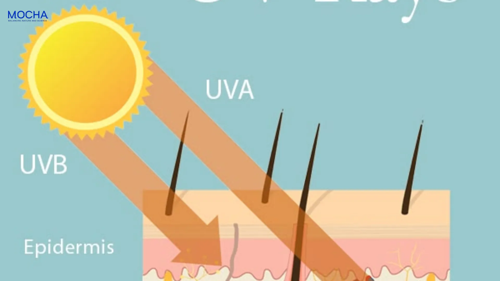 Cách phục hồi Collagen và Elastin đứt gãy do tác hại của tia UVA