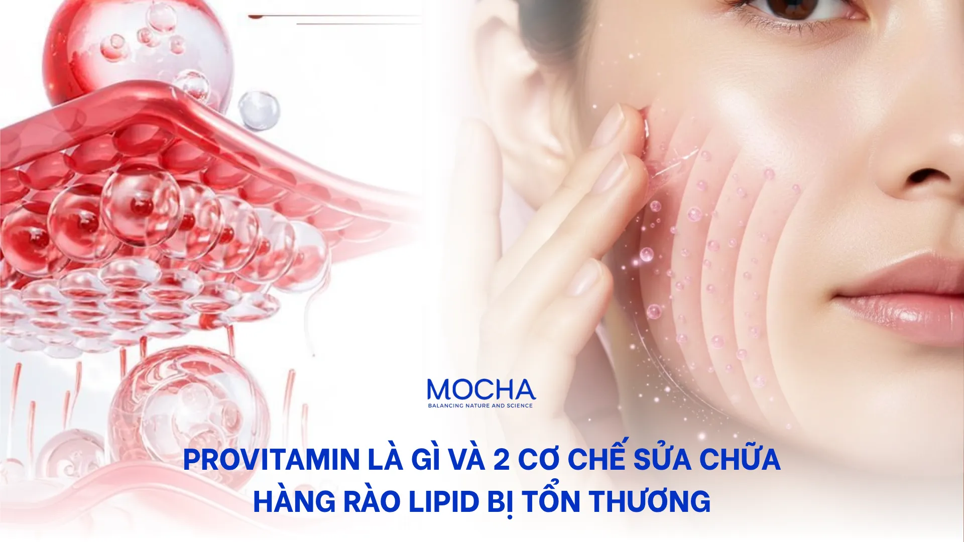 Provitamin là gì và 2 cơ chế sửa chữa hàng rào Lipid bị tổn thương