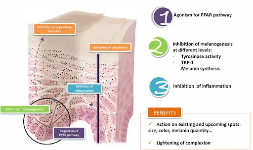 OMEGALIGHT – Hoạt chất bứt phá trong công nghệ làm sáng da an toàn 