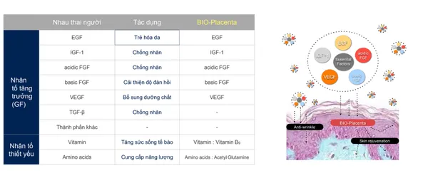BIO-PLACENTA – GIẢI PHÁP PHỤC HỒI CHO LÀN DA NÁM VÀ LÃO HOÁ