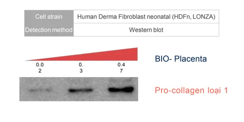 BIO-PLACENTA – GIẢI PHÁP PHỤC HỒI CHO LÀN DA NÁM VÀ LÃO HOÁ
